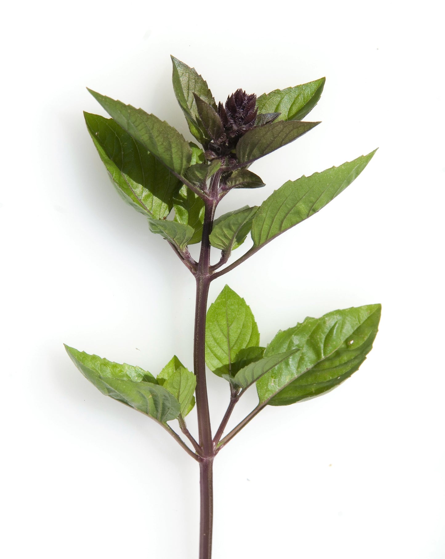 1000 CINNAMON BASIL Ocimum Basilicum HERB Flower Seeds