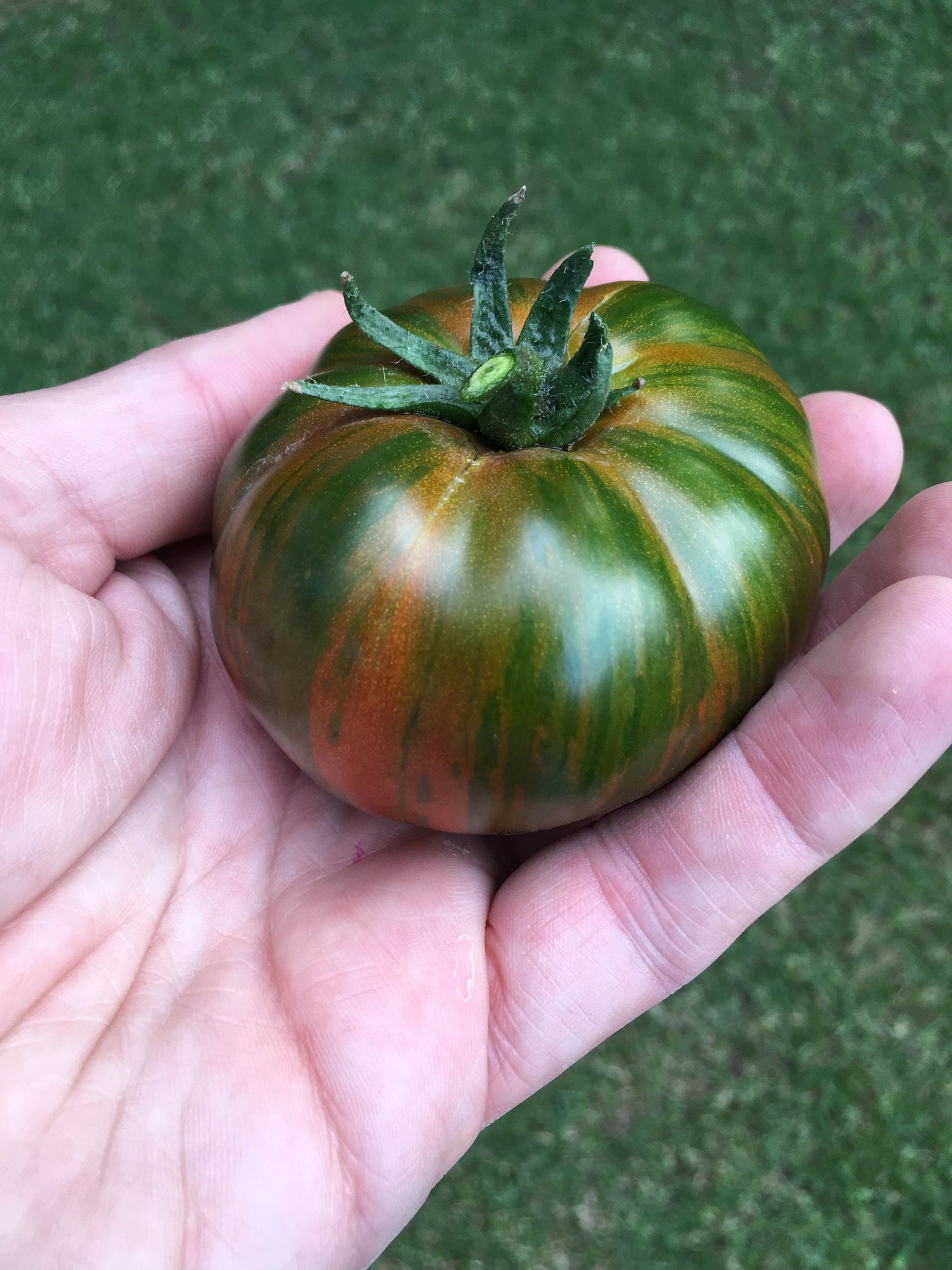 50 CHOCOLATE STRIPES TOMATO Brown with Green Lycopersicon Fruit Vegetable Seeds