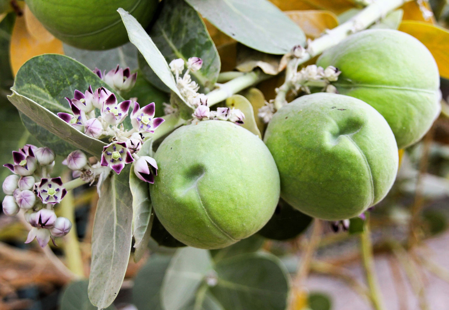 10 GIANT MILKWEED Sodom Apple Calotropis Procera Crown Flower Shrub Seeds