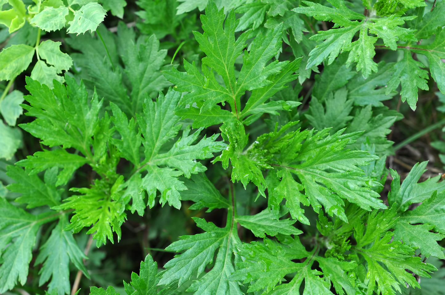 1000 COMMON MUGWORT Artemisia Vulgaris Wild Wormwood Herb Yellow Red Flower Seeds
