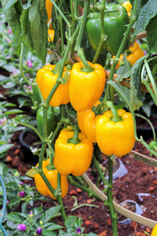 100 Golden YELLOW BELL PEPPER California Wonder Capsicum Annuum Vegetable Seeds