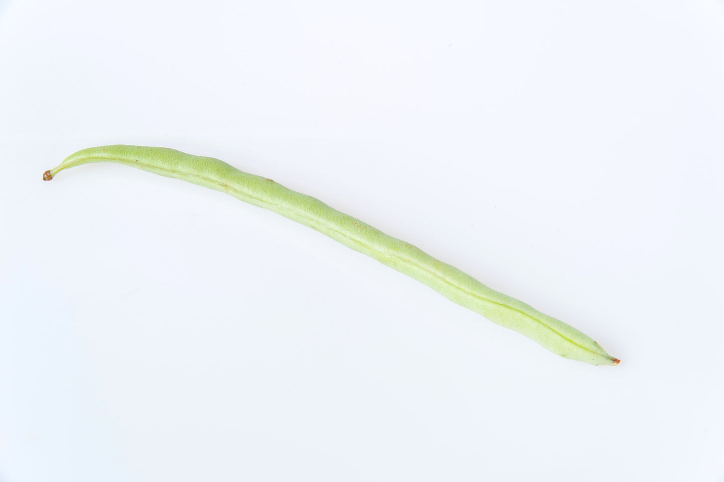 50 KENTUCKY WONDER Pole BEAN Phaseolus Vulgaris Vegetable Seeds