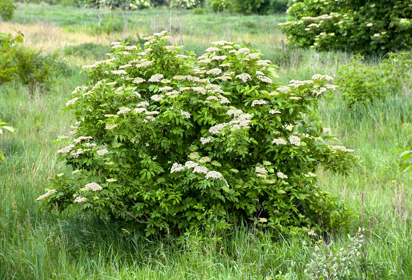 25 American ELDERBERRY FRUIT BUSH Shrub Tree Sambucus Nigra Canadensis Seeds