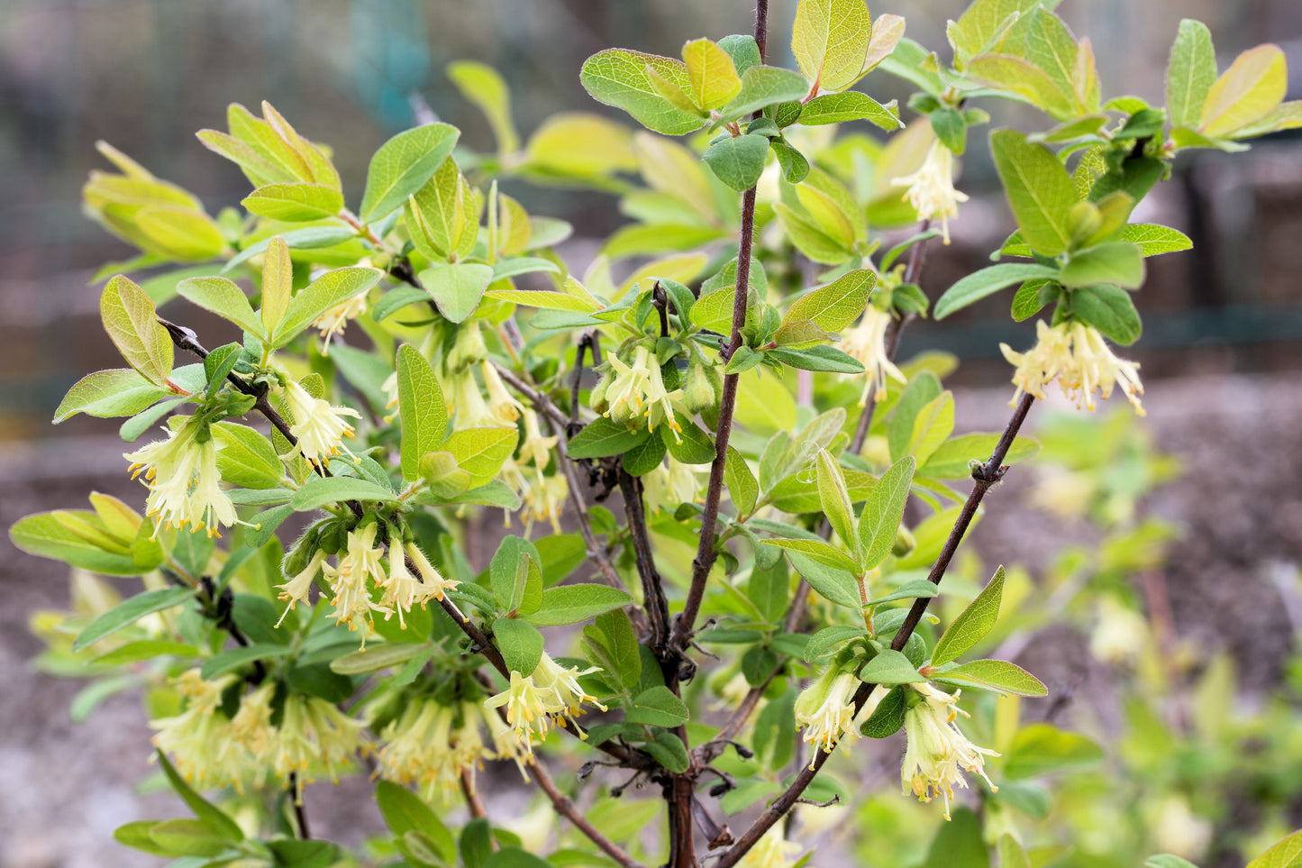 30 HONEYBERRY Blue Honeysuckle Lonicera Caerulea Edible Fruit Shrub Seeds