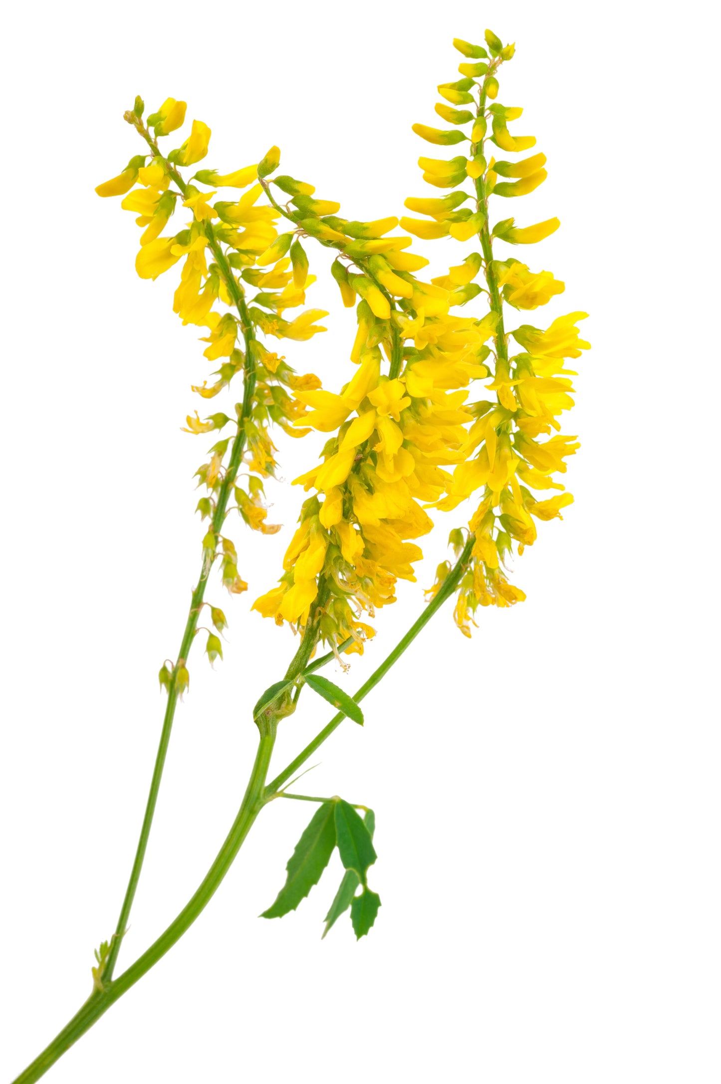 3000 YELLOW SWEET CLOVER Melilotus Officinalis Flower Seeds