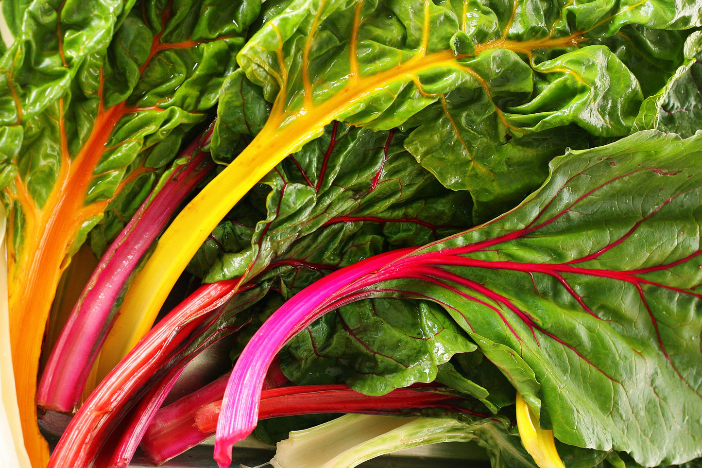 150 RAINBOW MIX SWISS CHARD Mixed Colors Beta Vulgaris Vegetable Seeds