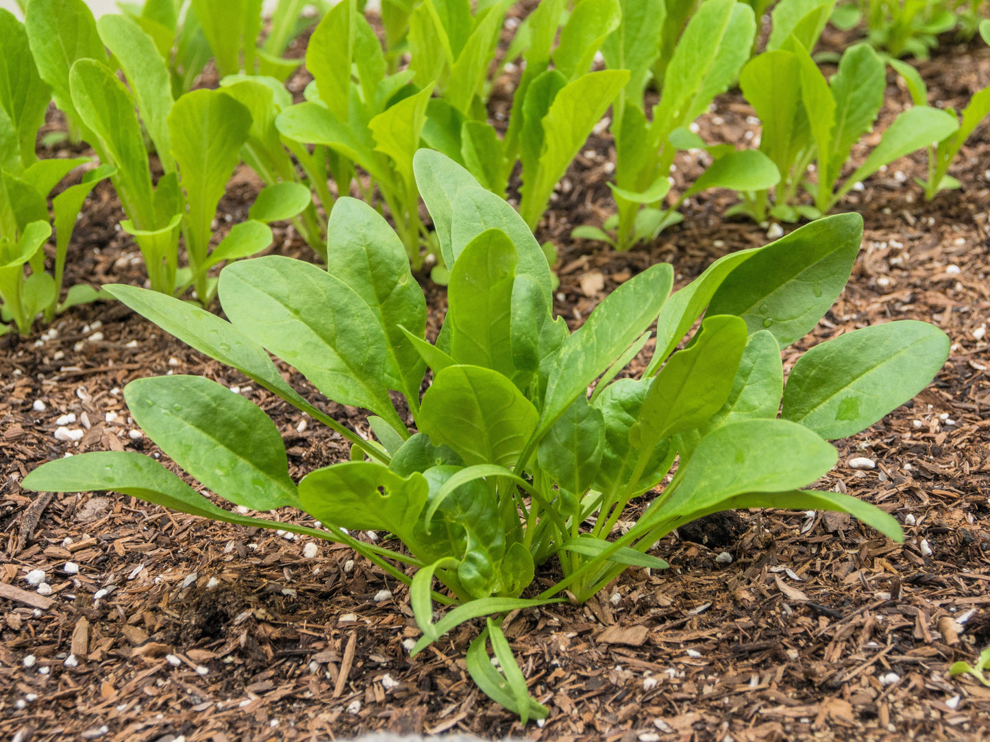400 Monstrueux De VIROFLAY SPINACH French Spinacia Oleracea Vegetable Seeds
