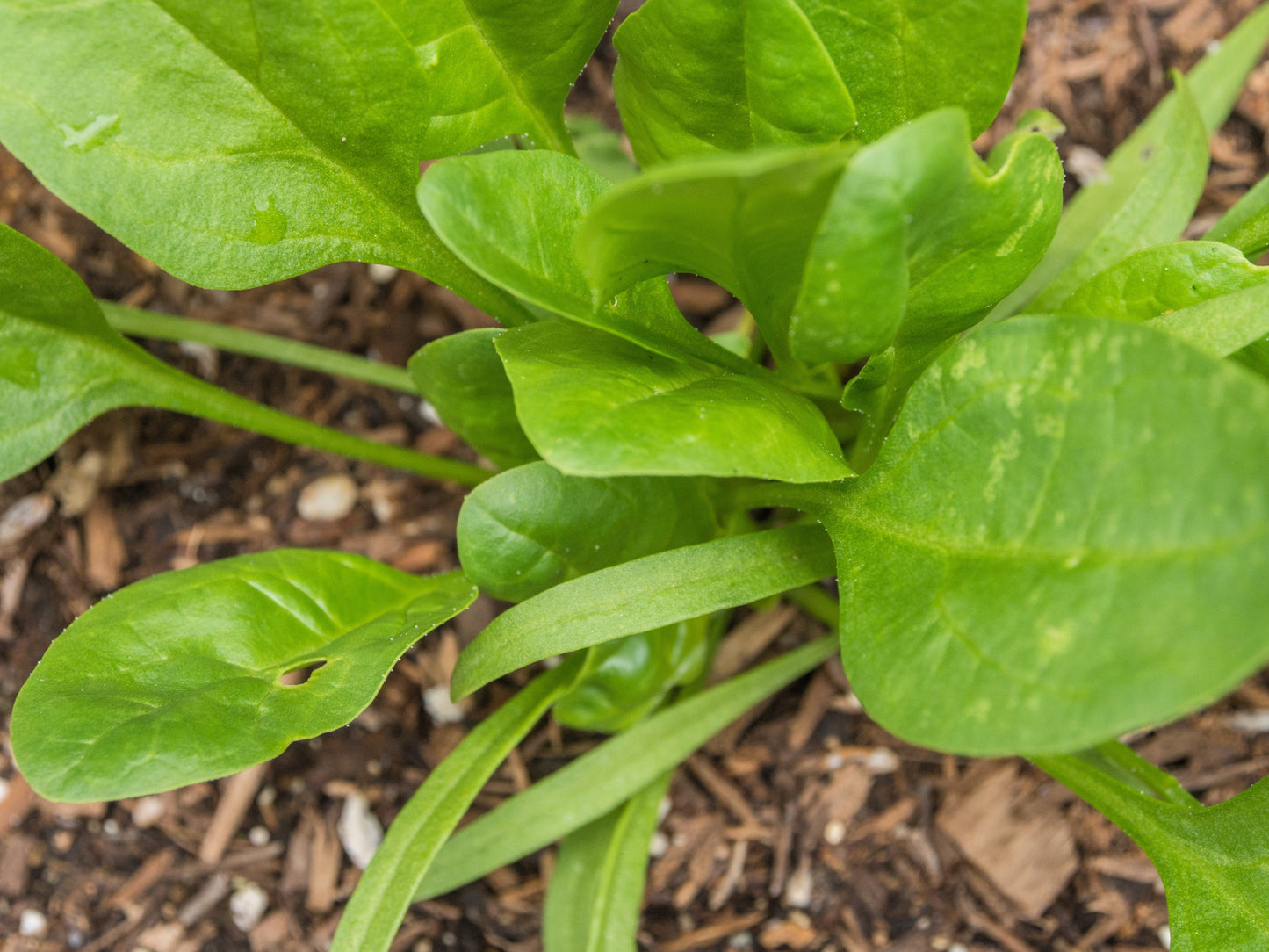 400 Monstrueux De VIROFLAY SPINACH French Spinacia Oleracea Vegetable Seeds