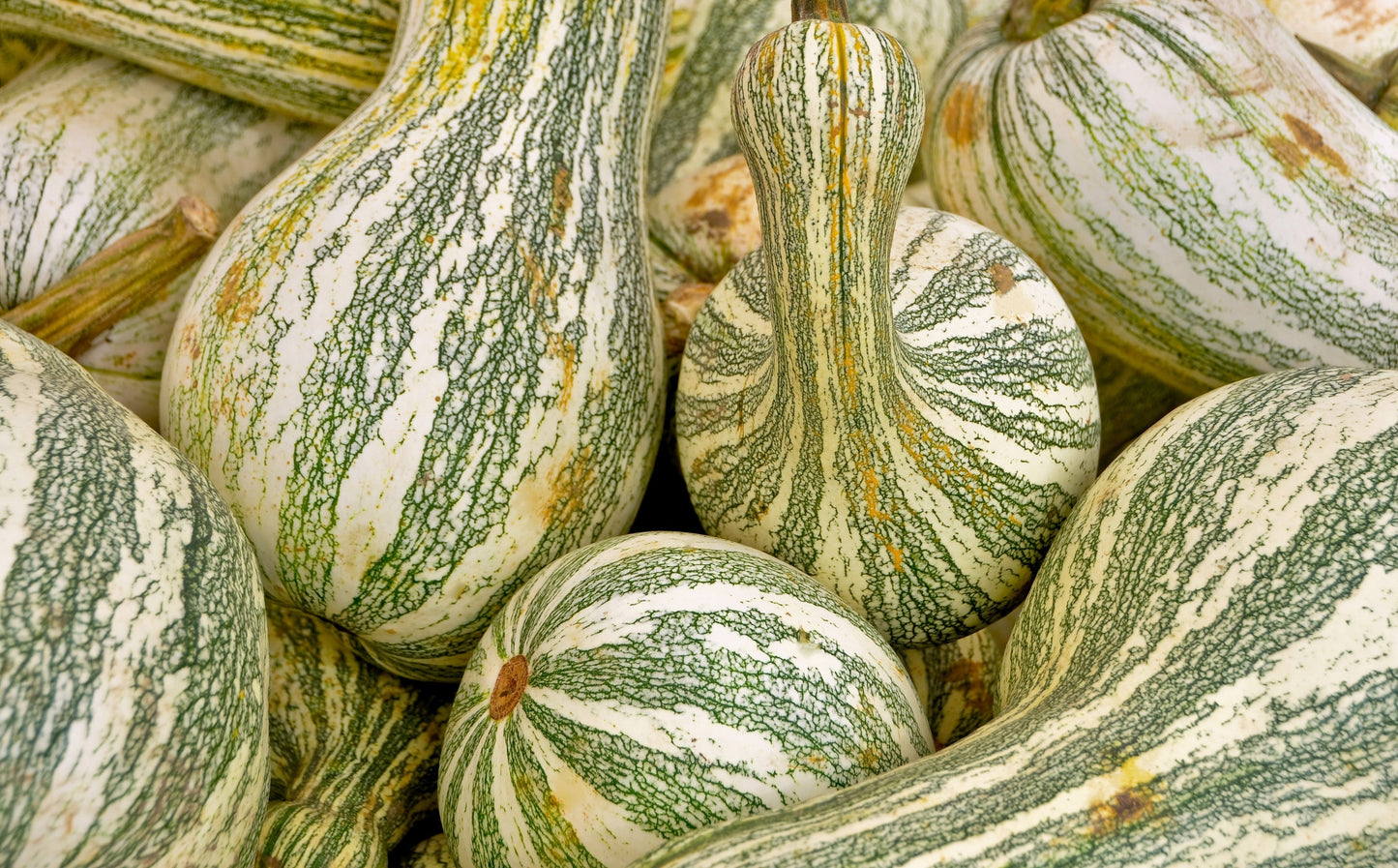 30 Green Striped CUSHAW SQUASH PUMPKIN (Tennessee Sweet Potato Squash) Cucurbita Mixta Vegetable Seeds