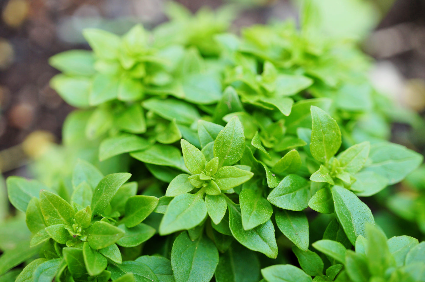 200 SPICY GLOBE BASIL Ocimum Basilicum Herb Flower Seeds