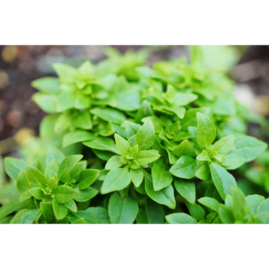 200 SPICY GLOBE BASIL Ocimum Basilicum Herb Flower Seeds