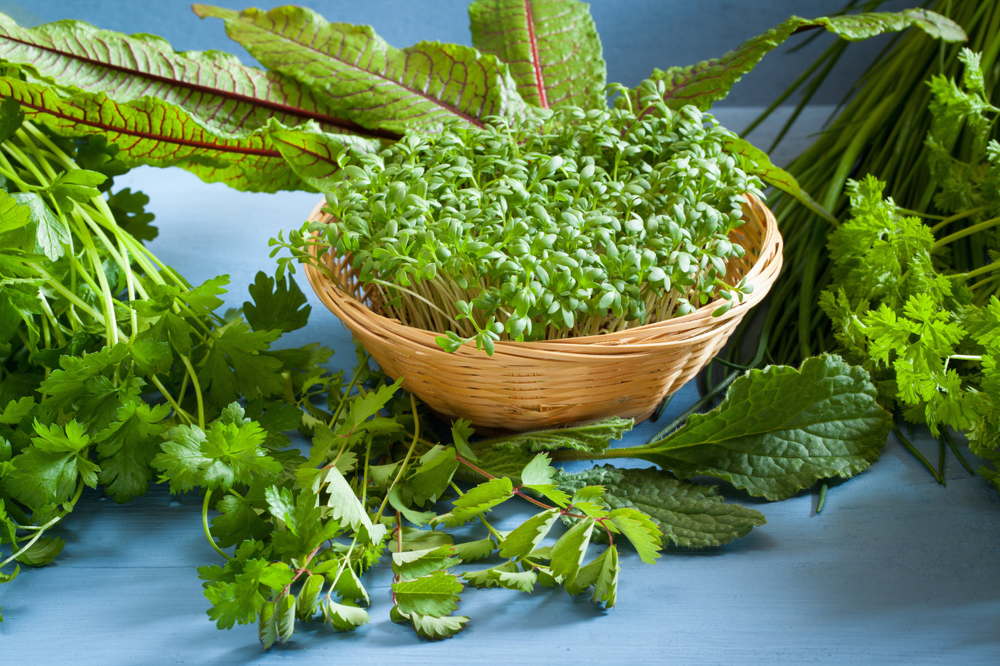 500 SALAD BURNET Sanguisorba Minor Edible Greens Vegetable Herb Flower Seeds