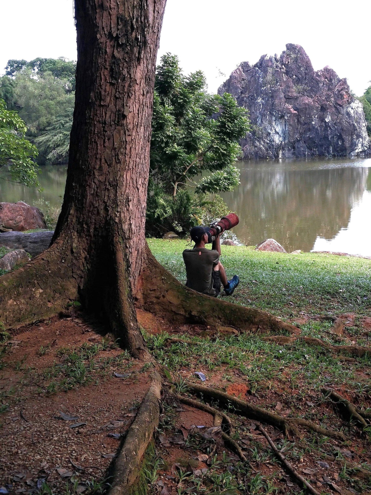 5 TRUE MAHOGANY TREE Honduran Big Leaf Sky Fruit Swietenia Macrophylla Seeds