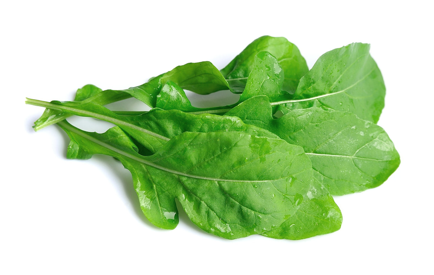 2000 ROQUETTE ARUGULA aka Rocket / Rucola / Rugula - Eruca Vesicaria Sativa Herb Vegetable Seeds