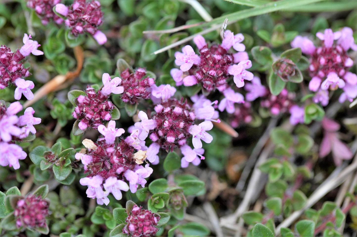 1000 LEMON THYME Thymus Pulegioides Herb Purple Flower Fragrant Evergreen Seeds