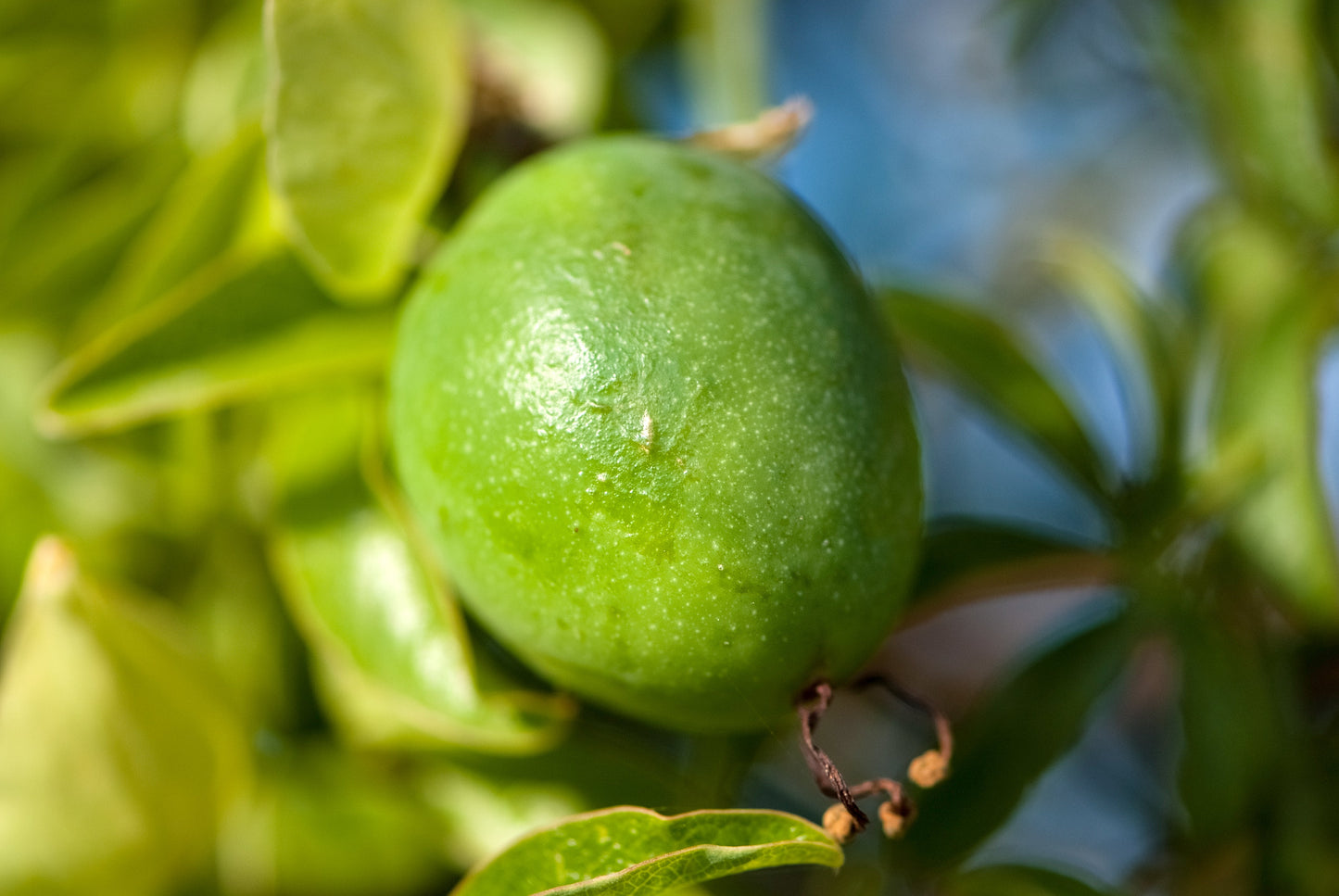 10 Purple PASSION FLOWER Passion FRUIT Granadilla Passiflora Incarnata Vine Seeds