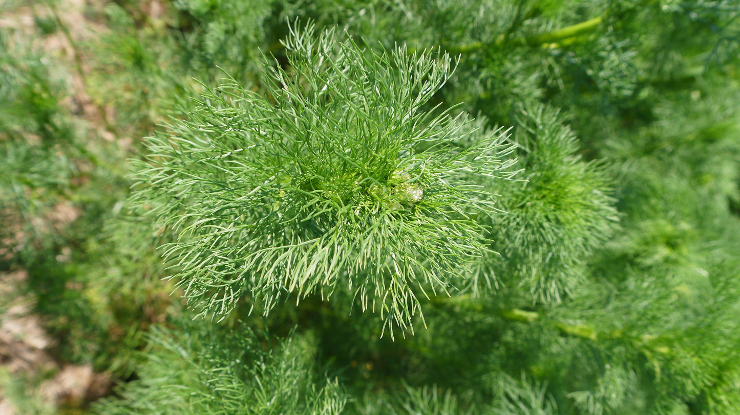 1000 GERMAN CHAMOMILE Matricaria Recutita Chamomilla Herb Flower Seeds