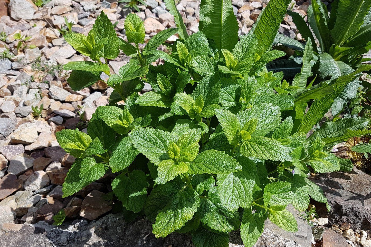 25 Orange MANDARINA BALM Mandarin Lemon Balm Melissa Officinalis Herb Seeds