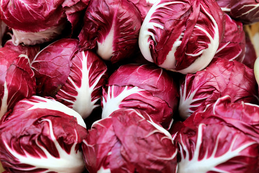 100 ROSSA Di VERONA RADICCHIO / Endive Italian Cichorium Intybus Vegetable Seeds