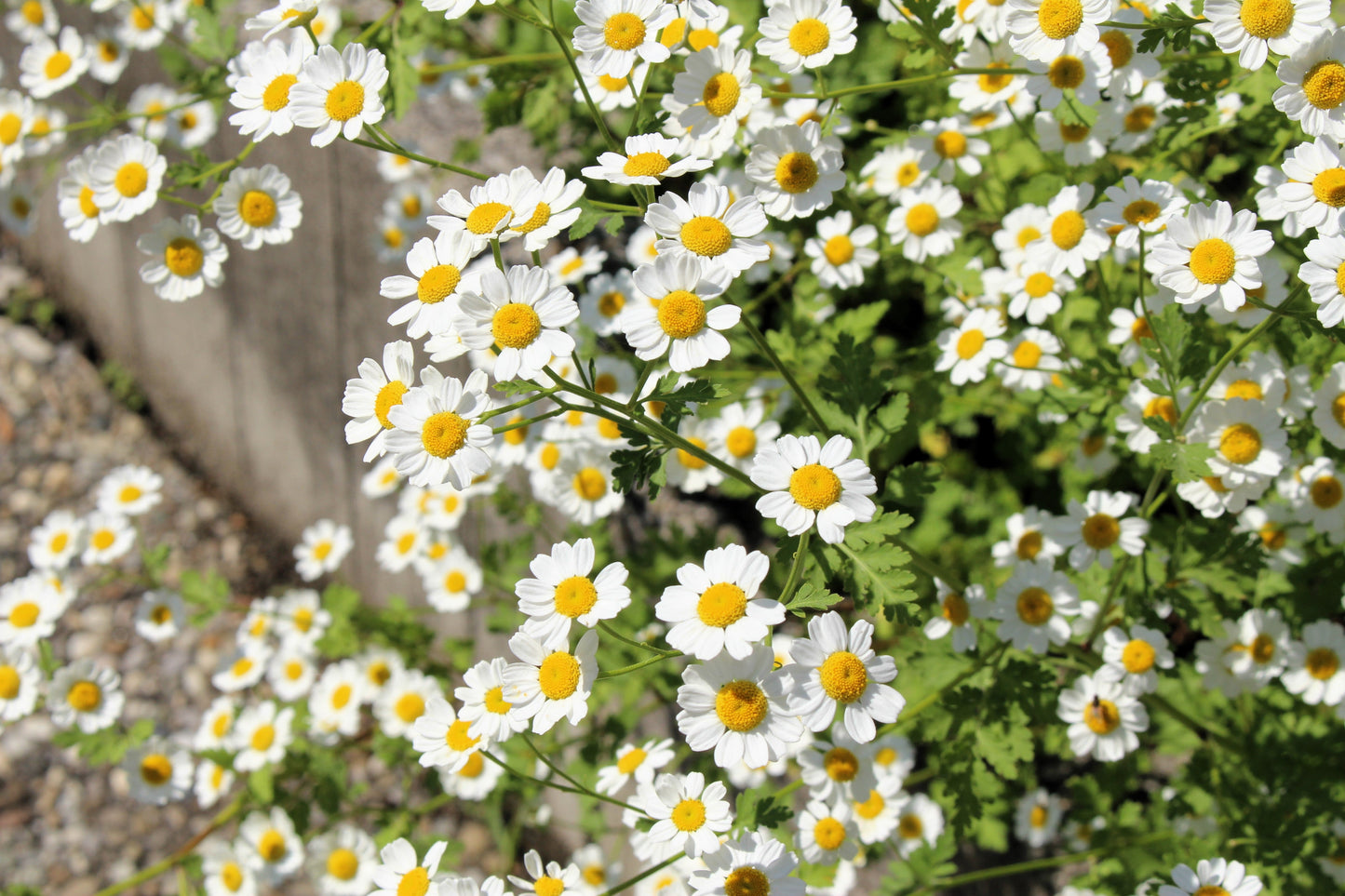300 FEVERFEW Tanacetum Parthenium Herb Flower Seeds