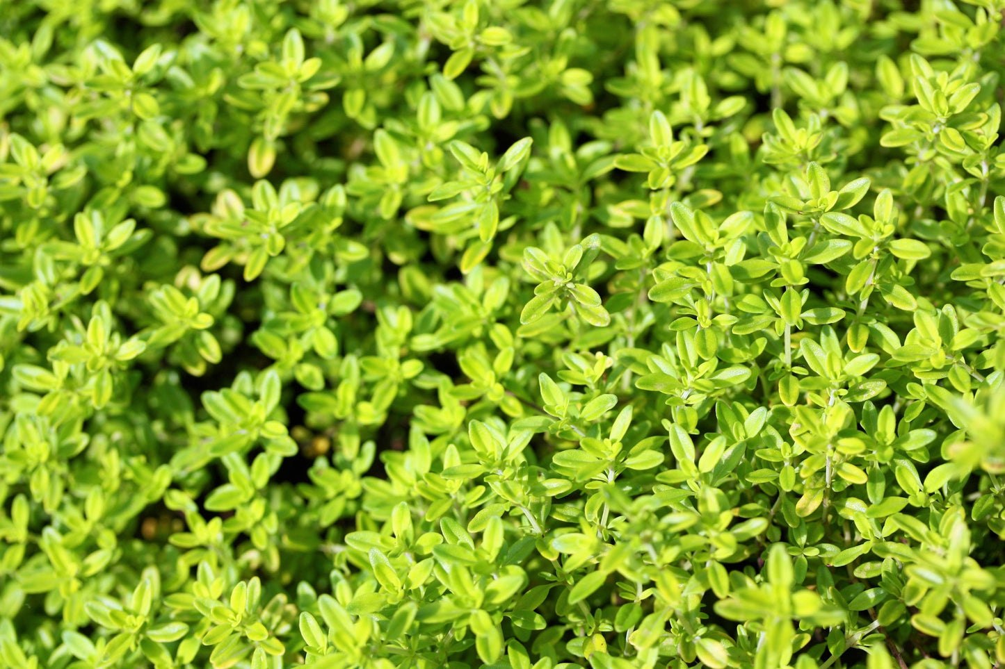 1000 LEMON THYME Thymus Pulegioides Herb Purple Flower Fragrant Evergreen Seeds