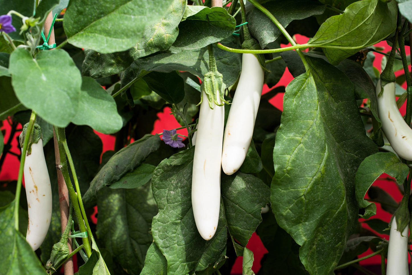 40 White Star FINGER FRUIT EGGPLANT Solanum Melongena Aubergine Fruit Vegetable Seeds