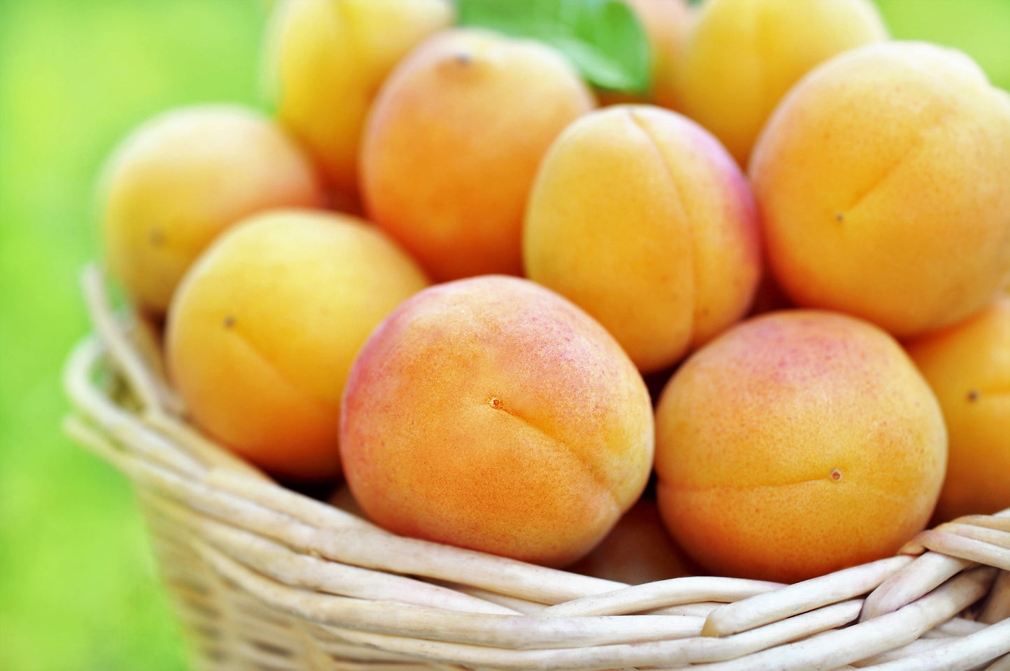 5 COMMON APRICOT Fruit Tree Prunus Armeniaca White Pink Flower Seeds