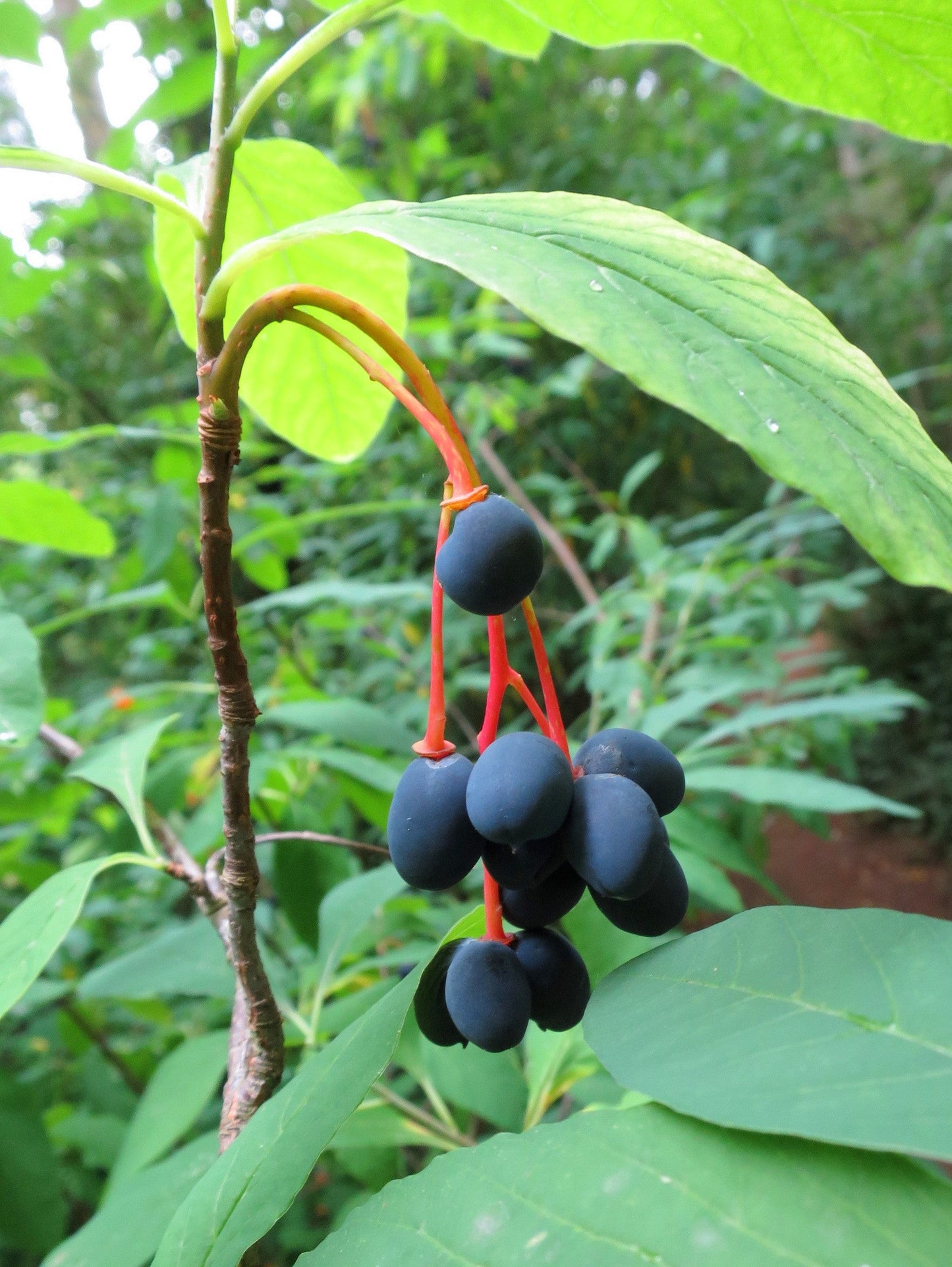 15 INDIAN PLUM Osoberry Oregon Oso Berry Oemleria Cerasiformis Fruit Shrub Seeds