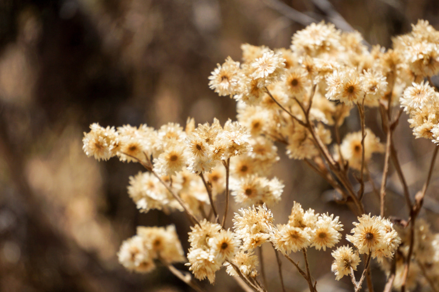 100 White SWEET EVERLASTING Gnaphalium Obtusifolium Butterfly Flower Herb Seeds