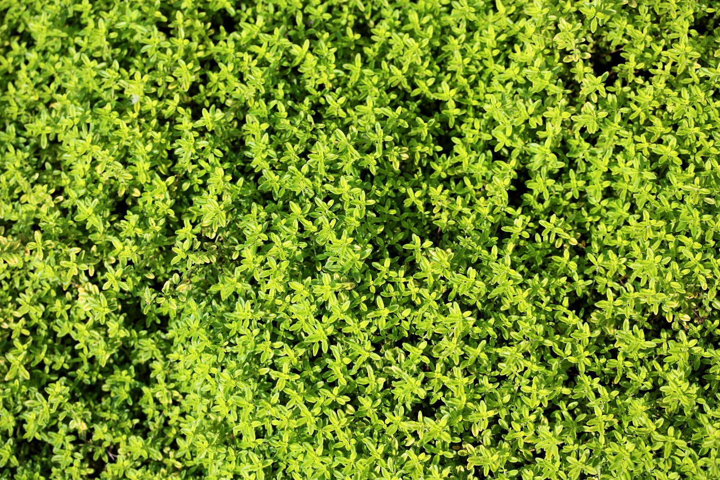 1000 LEMON THYME Thymus Pulegioides Herb Purple Flower Fragrant Evergreen Seeds