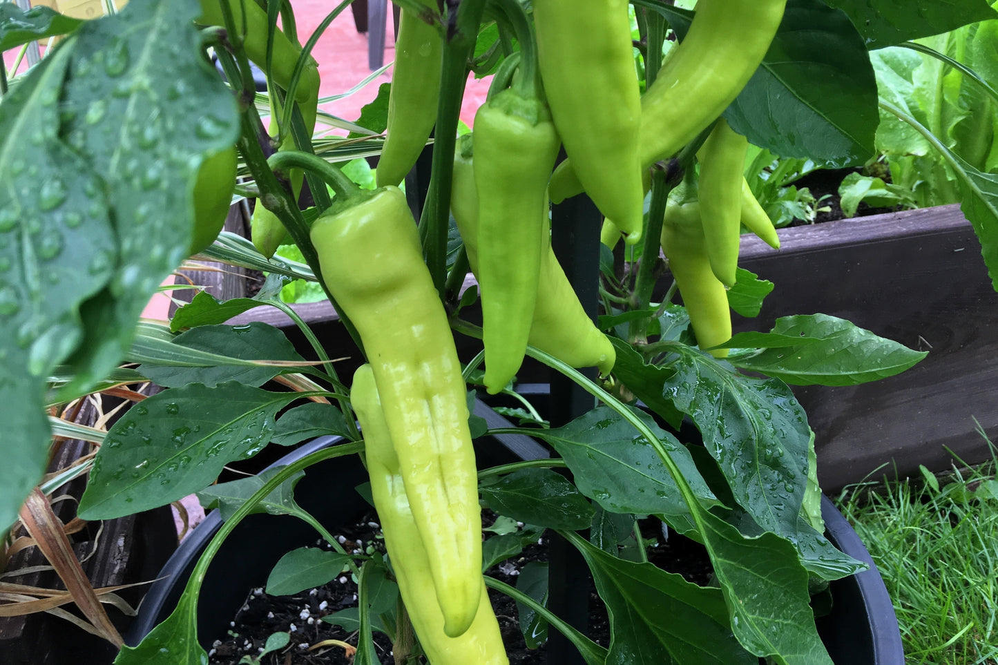 250 SWEET BANANA PEPPER Hungarian Capsicum Annuum Vegetable Seeds