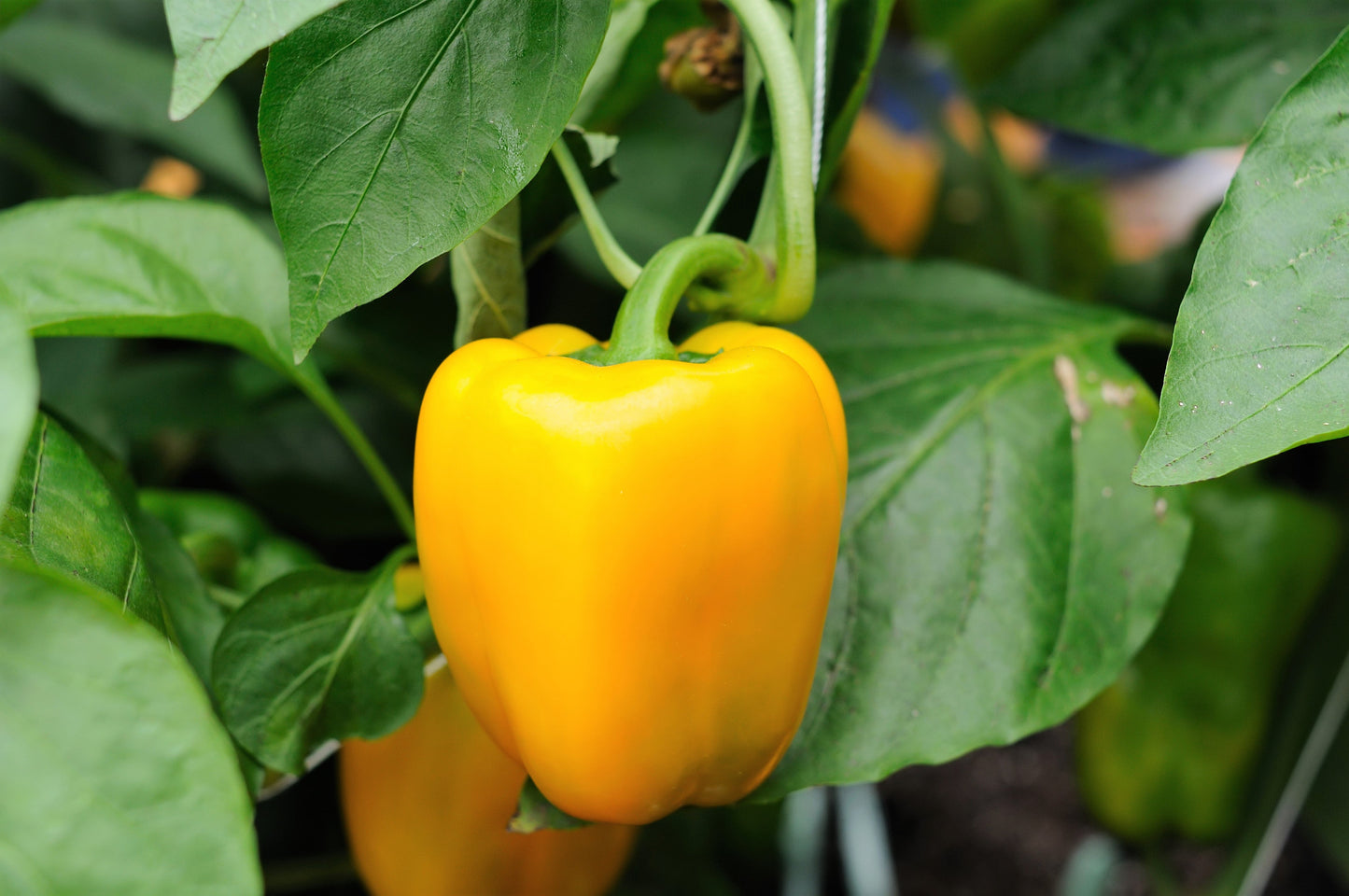 100 Golden YELLOW BELL PEPPER California Wonder Capsicum Annuum Vegetable Seeds