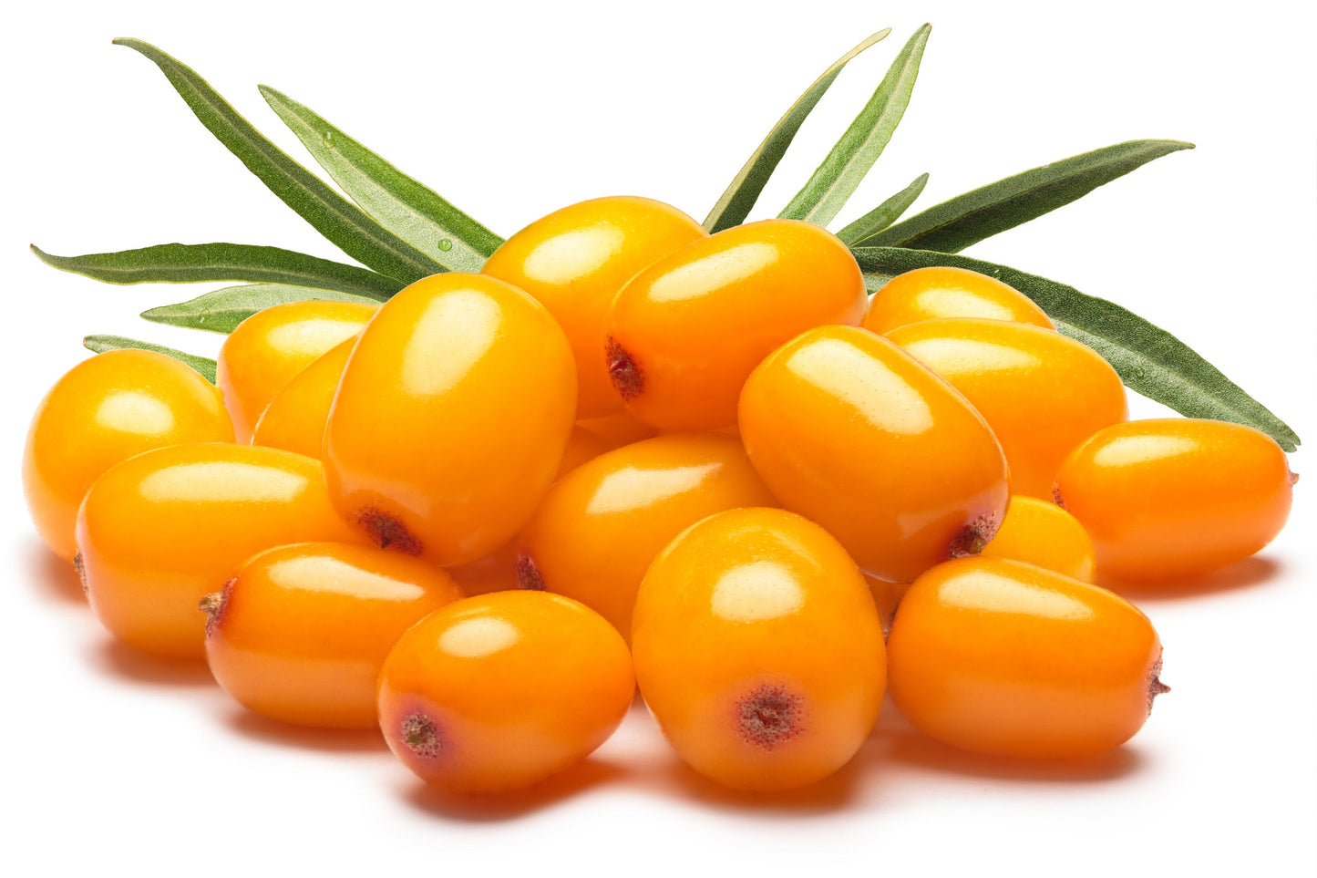 100 SEABERRY Sea Buckthorn Elaeagnus Hippophae Rhamnoides Orange Berry Fruit Shrub Yellow Flower Silver Foliage Seeds