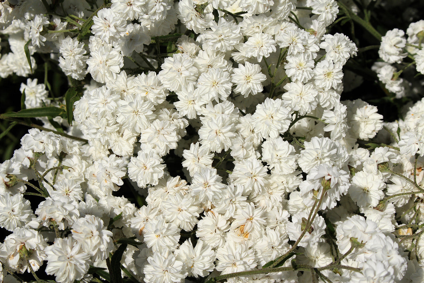 150 PEARL YARROW White Double Achillea Ptarmica Herb Flower Seeds