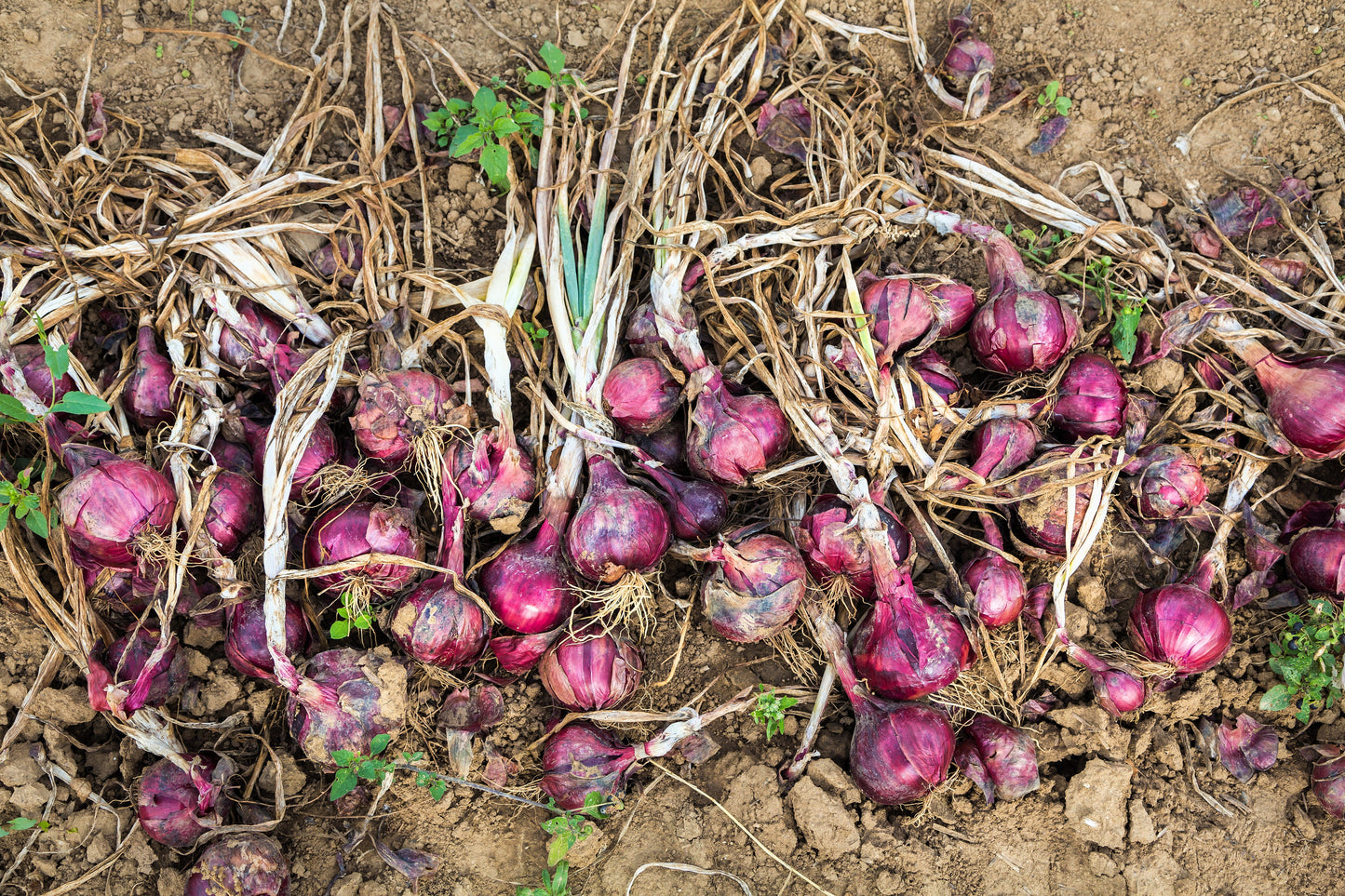 250 RED BURGUNDY ONION Allium Cepa Vegetable Seeds