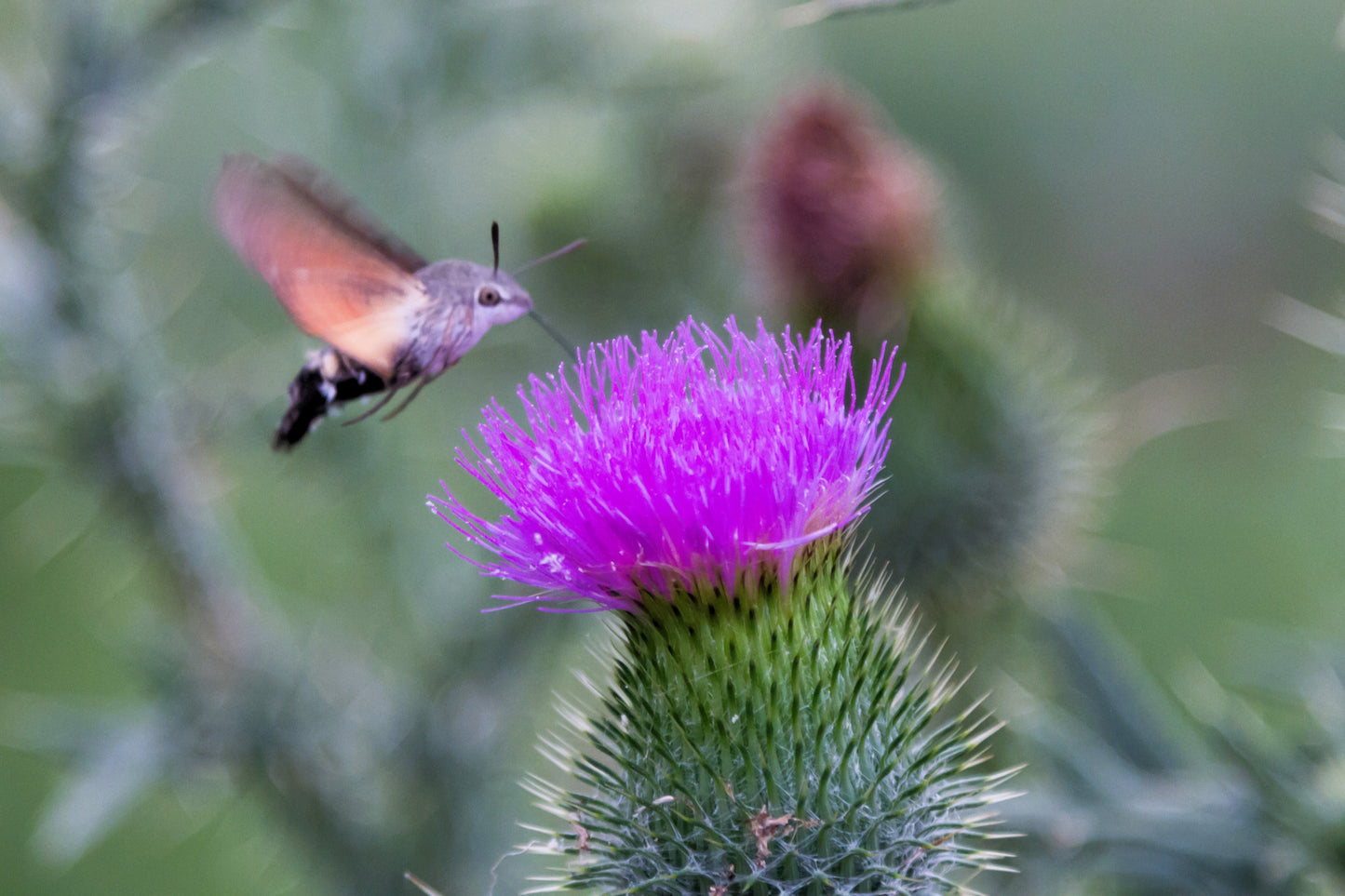 200 Great BURDOCK Arctium Lappa (Edible Burdock / Cockle-Button / Beggar's Buttons) HERB Flower Seeds