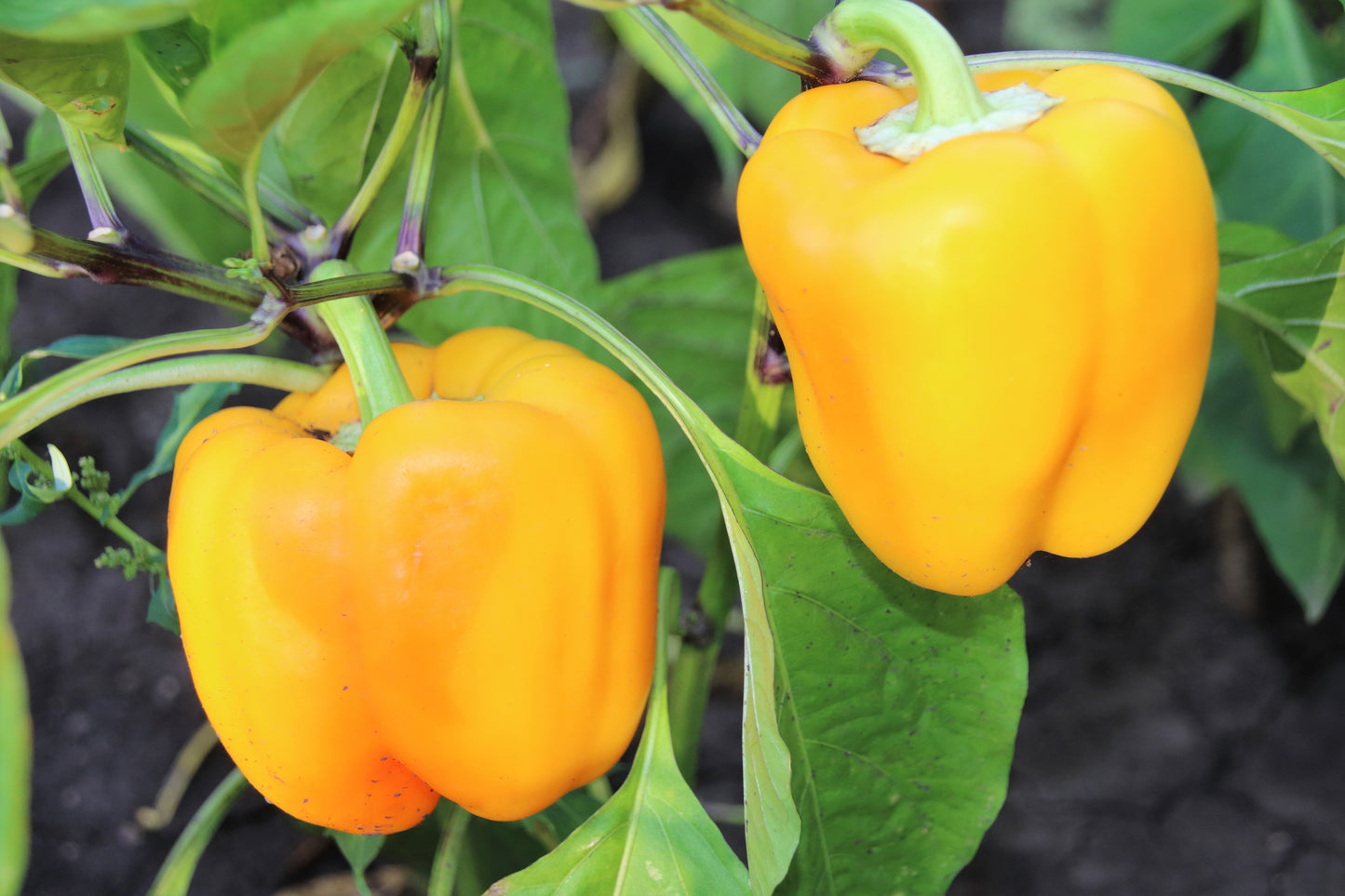 100 Golden YELLOW BELL PEPPER California Wonder Capsicum Annuum Vegetable Seeds