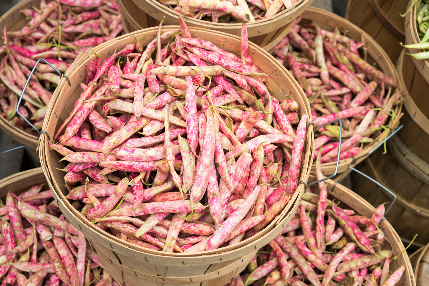 25 DWARF HORTICULTURE BEAN Taylor Long French Phaseolus Vulgaris Vegetable Seeds