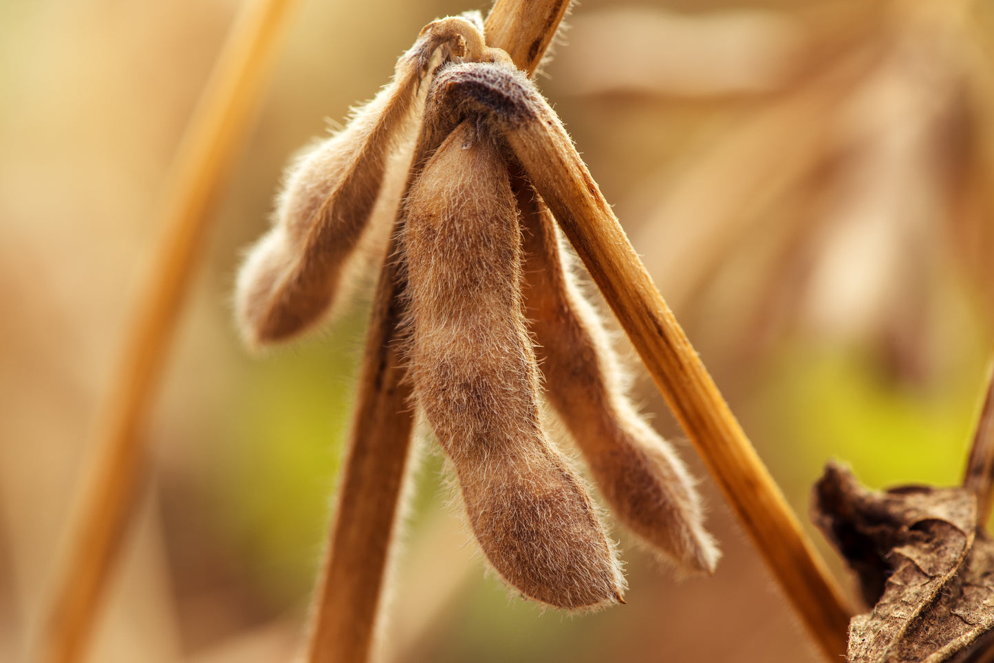 20 Organic Sweet KOREAN BLACK SOYBEAN Glycine Max Edamame Soy Bean Vegetable Seeds