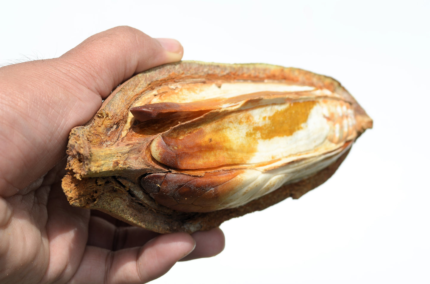 5 TRUE MAHOGANY TREE Honduran Big Leaf Sky Fruit Swietenia Macrophylla Seeds