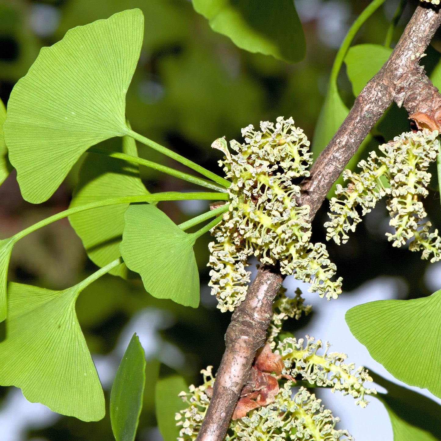 10 GINKGO BILOBA Maidenhair Tree Yellow Fall Orange "Fruit" Herb Seeds