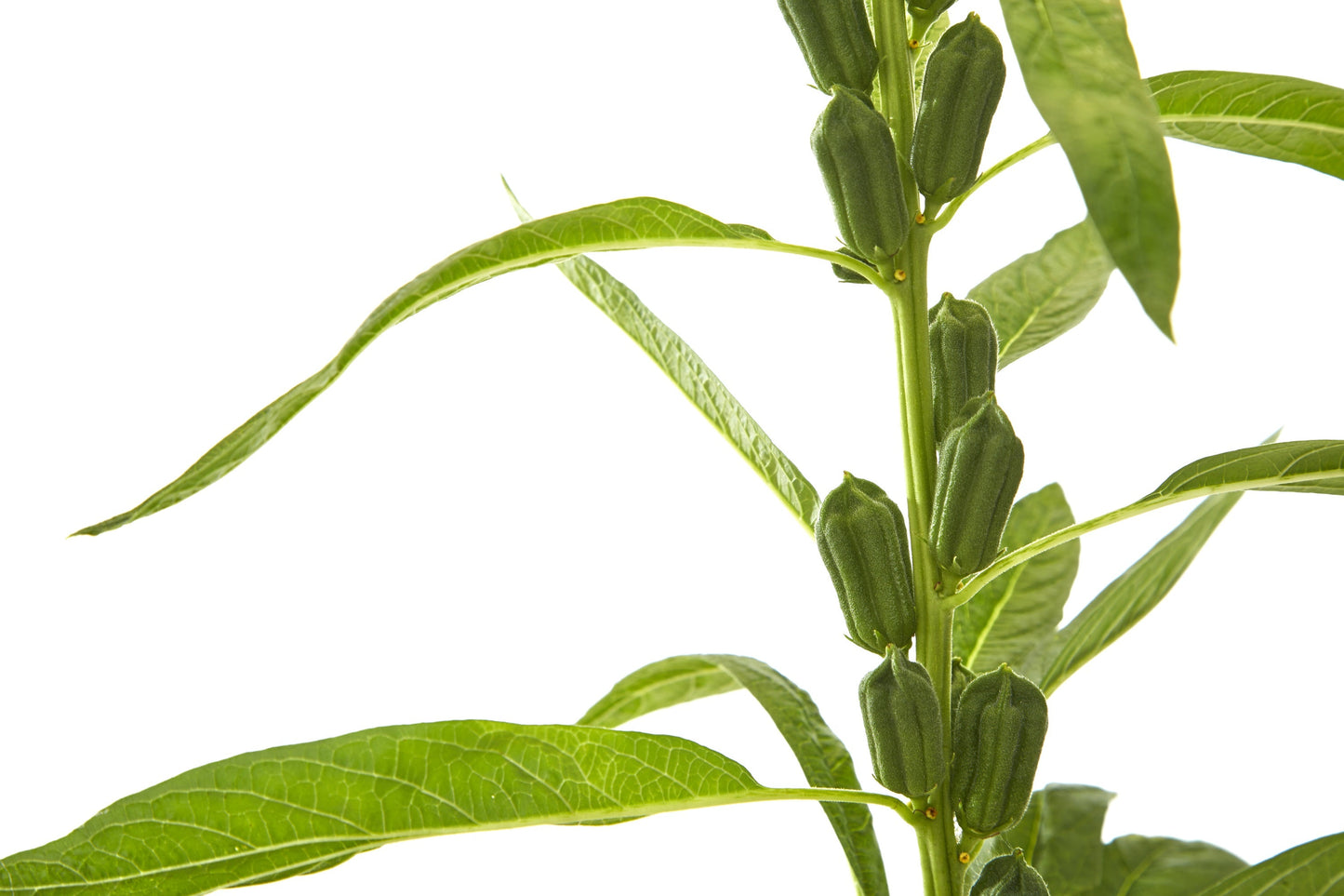 1500 BLACK SESAME Sesamum Indicum Vegetable Flower Seeds