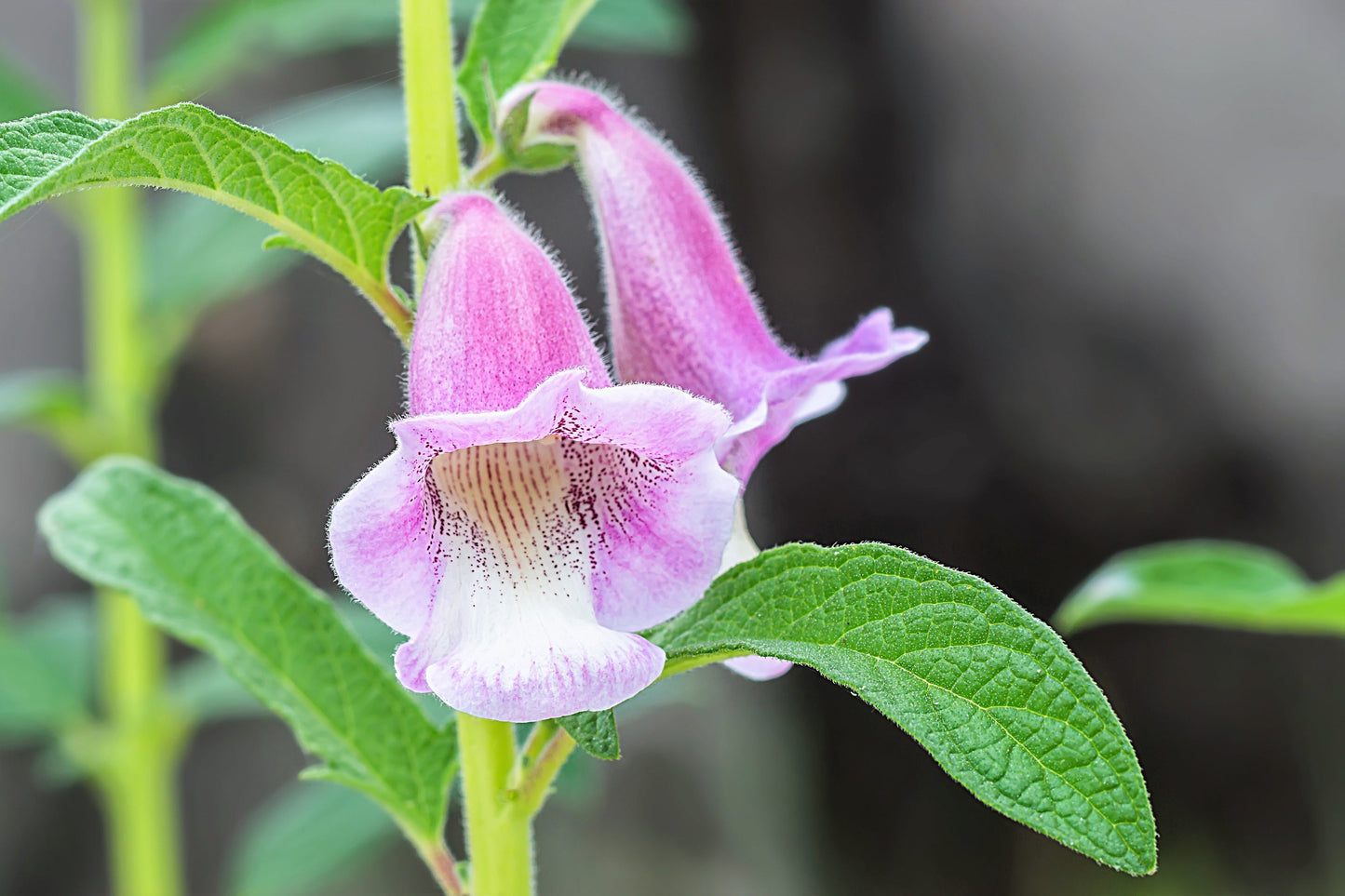 1500 Organic SESAME SEED Sesamum Indicum White Flower Vegetable Bread Seeds