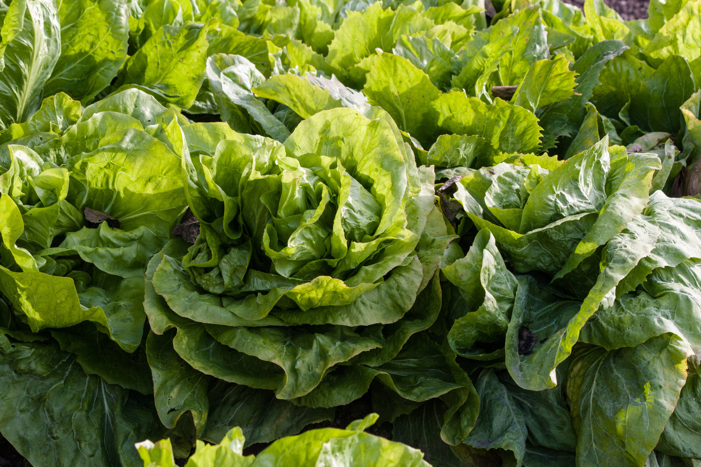 250 SUGAR LOAF ENDIVE Radicchio Escarole Cichorium Intybus Green Vegetable Seeds