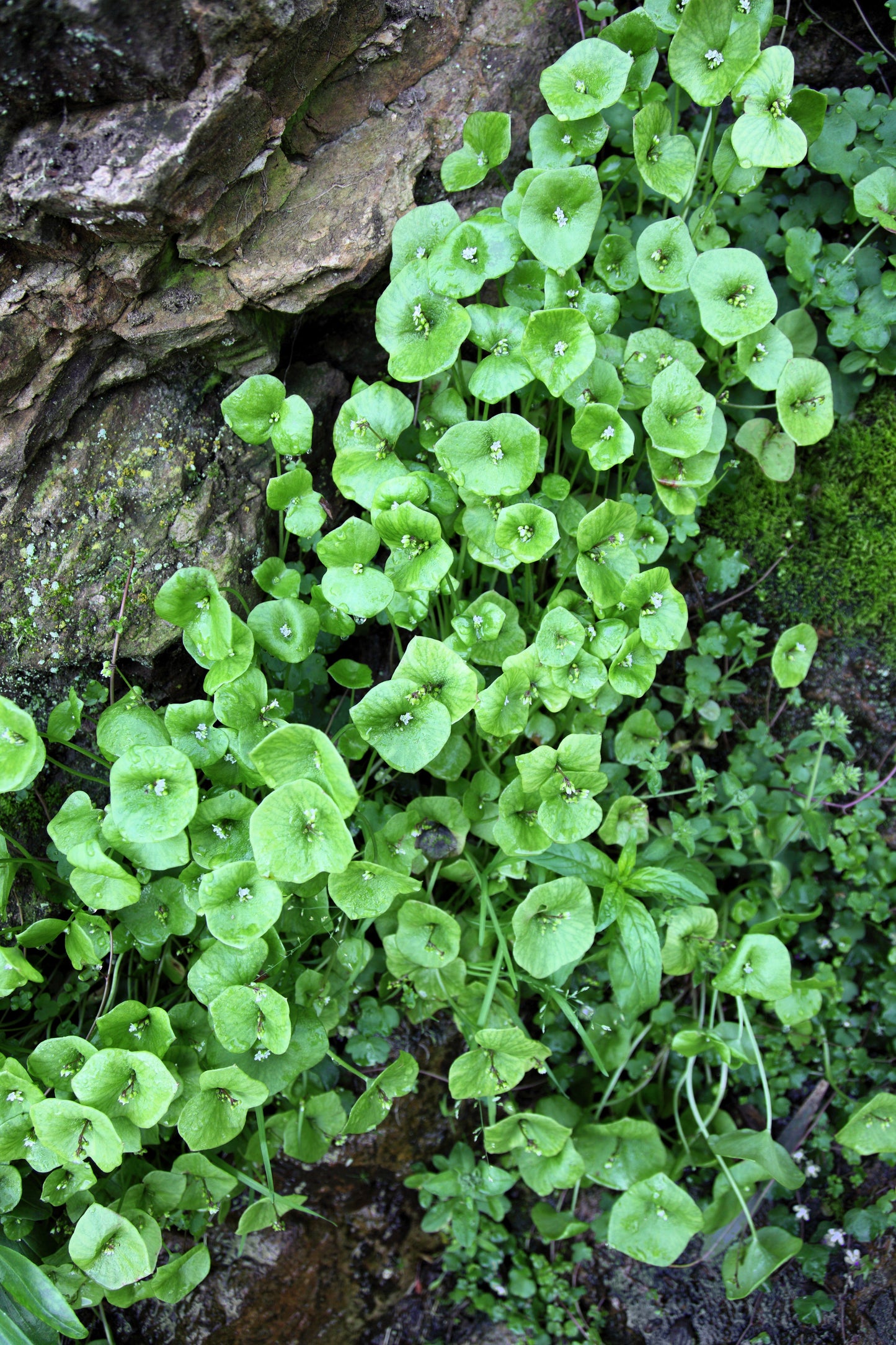 100 MINER'S LETTUCE Winter Purslane Spinach Claytonia Perfoliata Vegetable Seeds
