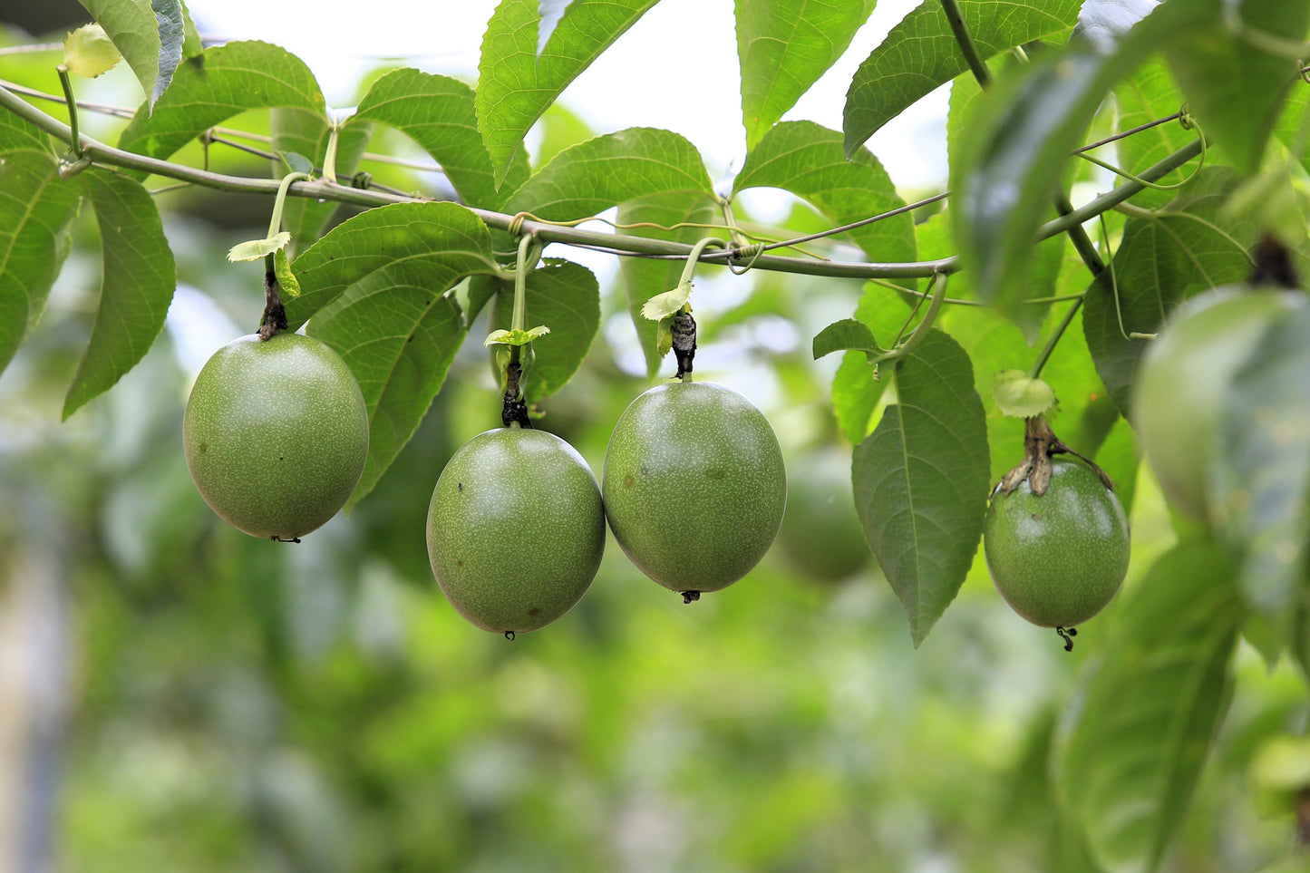 10 Purple PASSION FLOWER Passion FRUIT Granadilla Passiflora Incarnata Vine Seeds