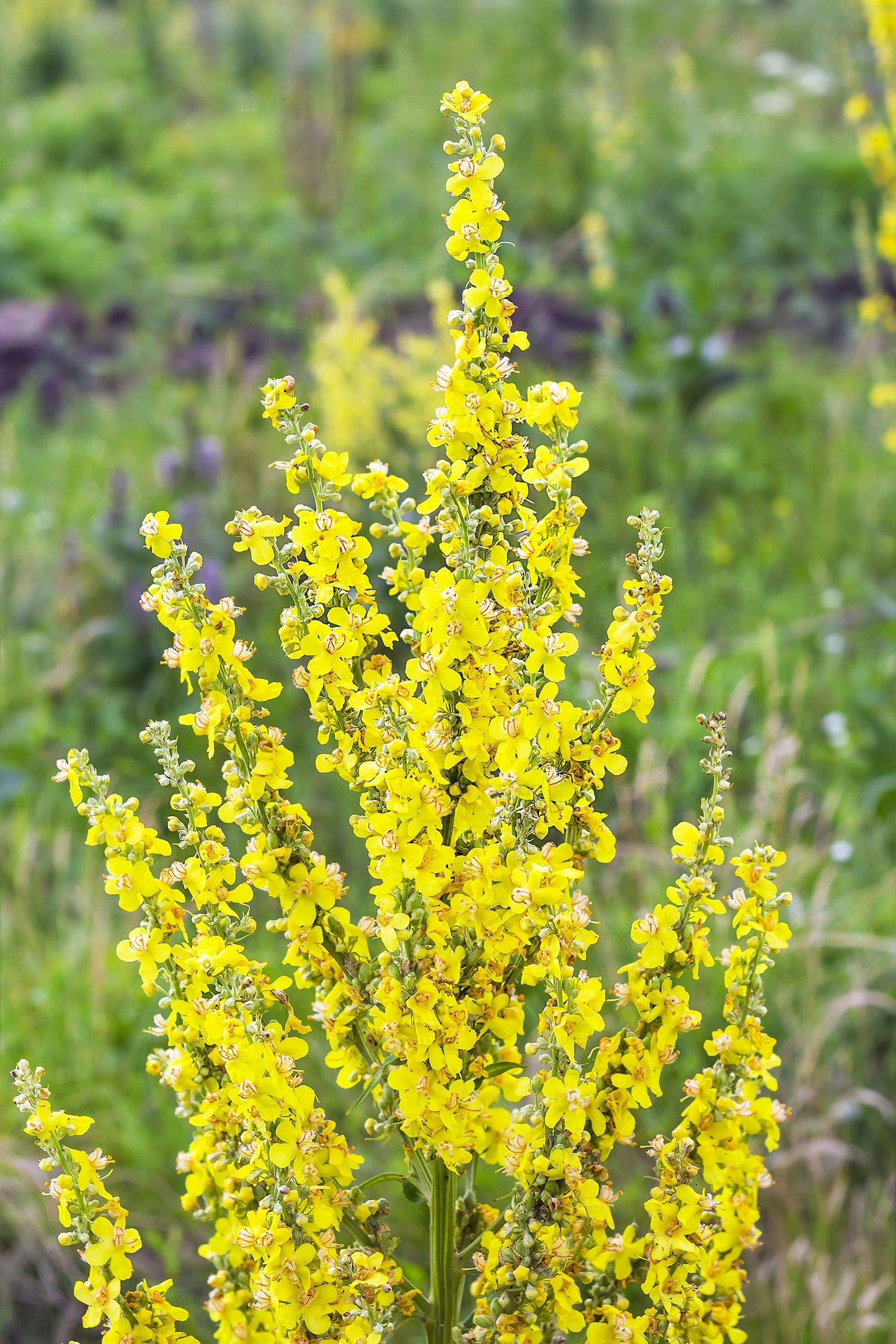 150 YELLOW VERBASCUM Thapsus Common Mullein Flower Herb Seeds