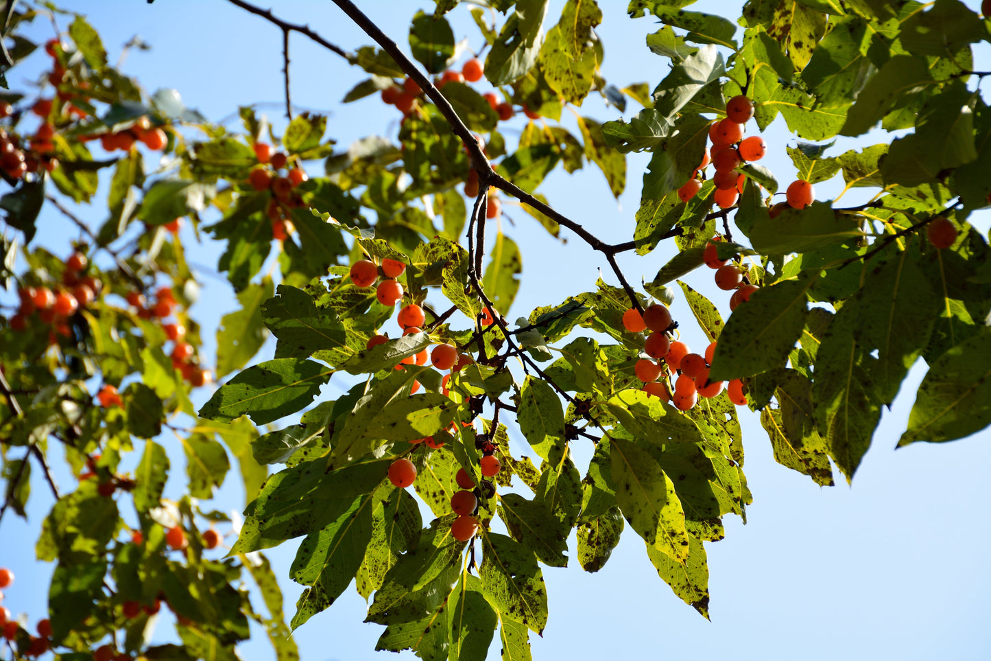 10 ITALIAN PERSIMMON TREE Dateplum Date Plum Fruit Diospyros Lotus Seeds