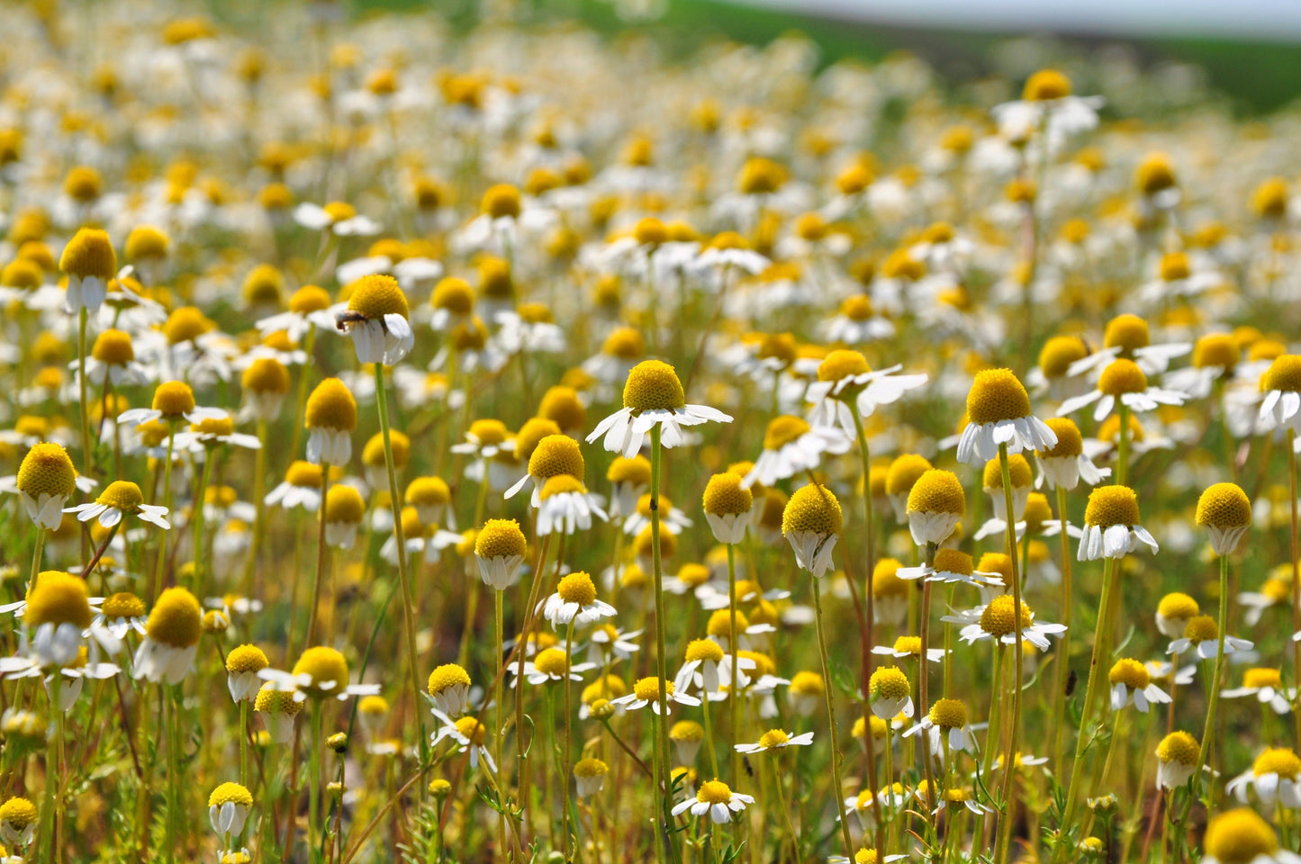 1000 GERMAN CHAMOMILE Matricaria Recutita Chamomilla Herb Flower Seeds