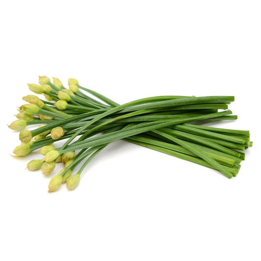 500 CHINESE LEEK (Oriental Garlic / Garlic Chives / Chinese Chives / Flat Chives) Allium Tuberosum Vegetable Seeds